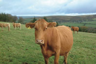 Prime South Devon Cattle