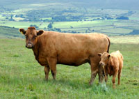 Dartmoor Beef
