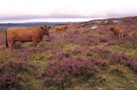 Prime Dartmoor Cows