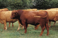 Aberden Angus Bull